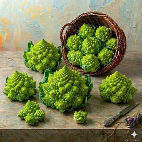 Romanesco karfiol (Pagodakarfiol)